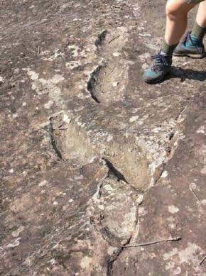'Devils' trails' are world's oldest human footprints