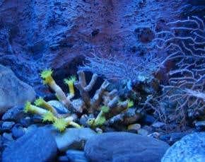 Invention: Natural colour underwater photographs