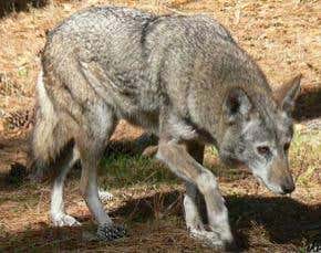 American icons aren't the animals they used to be