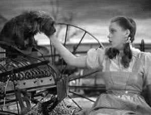 It's black and white: TV influences your dreams