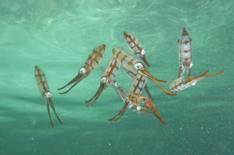 New Scientist. Science news and long reads from expert journalists, covering developments in science, technology, health and the environment on the website and the magazine.