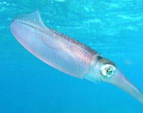 Ink squirts make squid swim for their lives