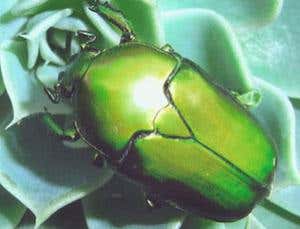 Gallery: Weird and wonderful creepy-crawlies