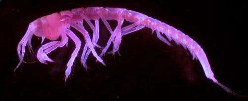 Unidentified crustacean from the Tanaid group 