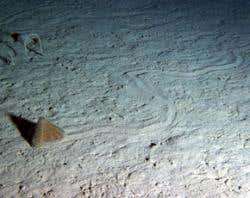 An Echinocrepis rostrata urchin moving across the abyssal seafloor 