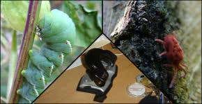 Electronic nose sniffs out plant pests