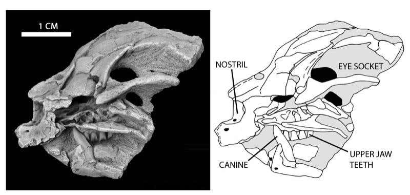 New Scientist. Science news and long reads from expert journalists, covering developments in science, technology, health and the environment on the website and the magazine.