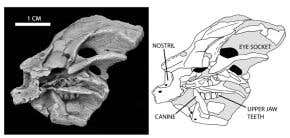 Baby dinosaur had full-grown bite
