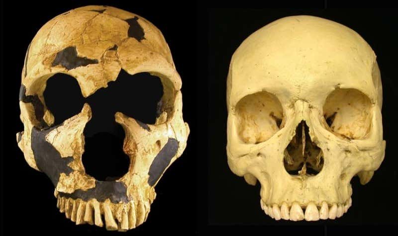 Comparison of a Neanderthal skull (left) with that of a Homo sapiens (Credit: Nathan Holton)