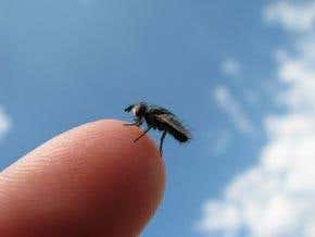 Videogame for flies lets them pilot a robot