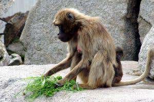 Tools maketh the monkey