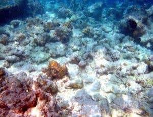 Mission implausible: Extreme schemes to save the reefs