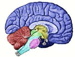 Creationists declare war over the brain