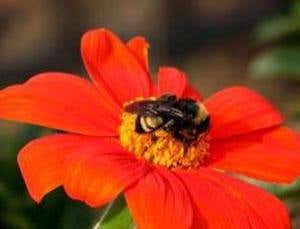 Petal power: How flowering plants conquered the world