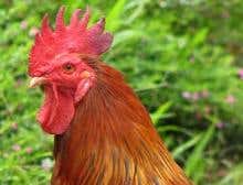 Chicken genome plucked bare by inbreeding