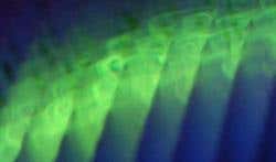 New Scientist. Science news and long reads from expert journalists, covering developments in science, technology, health and the environment on the website and the magazine.