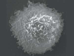 Pimped-up T-cells seek out and destroy HIV