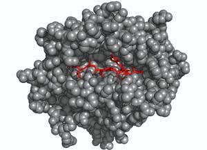 HIV's SL9 molecule's (red) fits snuggly into the engineered receptor (grey) (Illustration: Andrew Sewell/University of Oxford)