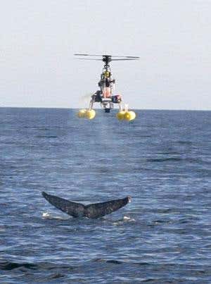 Thar she blows: Snot offers clues to whale health