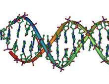 DNA strands become fibre optic cables