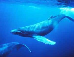 Top US court rules for Navy in whale-sonar case