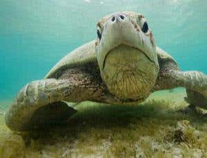 European Wildlife Photographer of the Year 2008