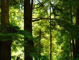 Could fertilising trees save the climate?