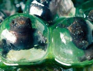 A colourful journey into the rainforest