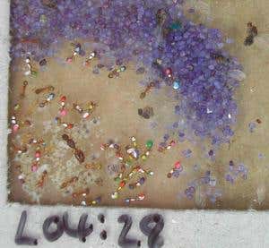 Division of labour may not be key to ant success