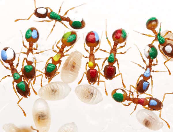 New Scientist. Science news and long reads from expert journalists, covering developments in science, technology, health and the environment on the website and the magazine.