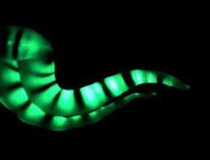 New Scientist. Science news and long reads from expert journalists, covering developments in science, technology, health and the environment on the website and the magazine.