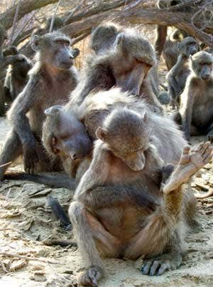 Dictators lay down the law in baboon troupes