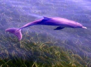 New dolphin species revealed by genetic test