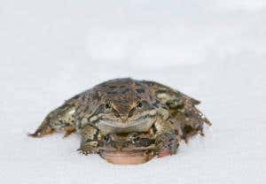 New Scientist. Science news and long reads from expert journalists, covering developments in science, technology, health and the environment on the website and the magazine.