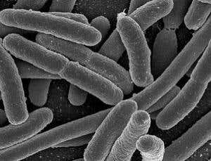 New Scientist. Science news and long reads from expert journalists, covering developments in science, technology, health and the environment on the website and the magazine.