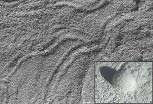 Amoeba tracks prompt rethink over early life