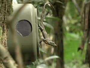 Macho robot helps explain lizards' odd behaviour