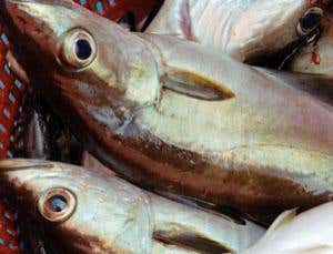 Last great US fishery in danger of collapse