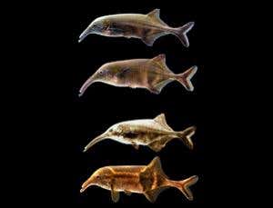 New Scientist. Science news and long reads from expert journalists, covering developments in science, technology, health and the environment on the website and the magazine.