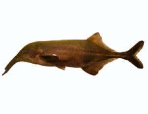 Campylomormyrus compressirostris females prefer the electric pulses from males of the same species