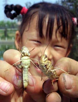 Some locust plagues don't like it hot