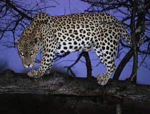 Gallery: Living Africa