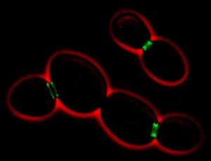 New Scientist. Science news and long reads from expert journalists, covering developments in science, technology, health and the environment on the website and the magazine.