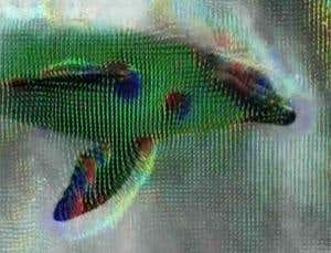 Dolphin power measured for the first time