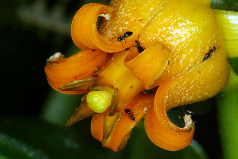 An invasive ant species now threatens to disrupt the gecko-flower relationship
