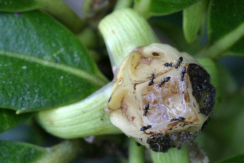 The invading ants use dirt to build