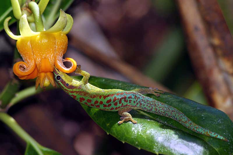 Geckos now only feed on and pollinate flowers that are free of ants