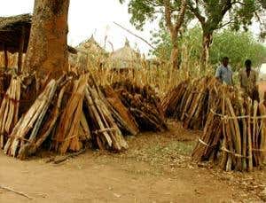 World's forests face climate-change crisis