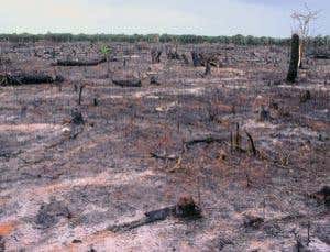 Cleared natural forest, Kenya, February 1981