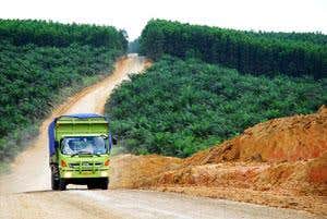 Oil palm plantation in Sumatra, Indonesia, July 2007
